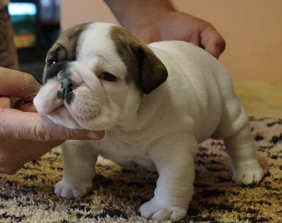 Anglický buldok štěňata/ English bulldog puppies